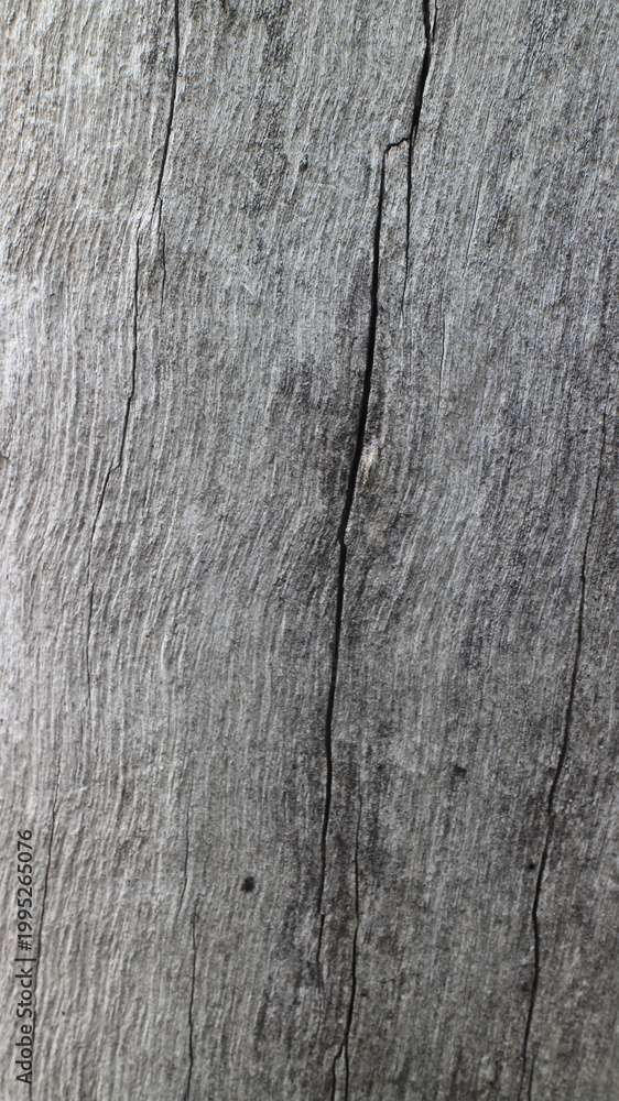 Fototapeta premium Close up texture of a tree bark