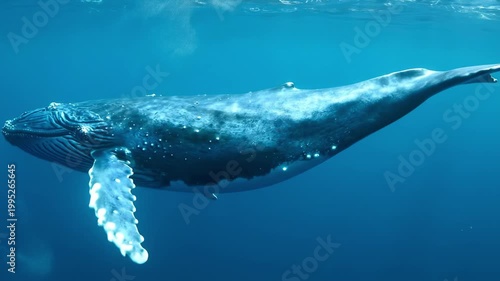 Majestic blue whale underwater cruising through luminous pelagic waters, cinematic side profile with textured skin, glowing pectoral fin, tranquil deep ocean scene, expansive marine wildlife seascape
