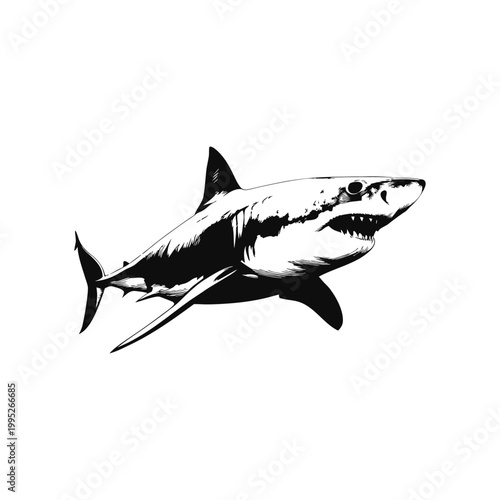Black and white vector vintage illustration of a great white shark predator in hand drawn style
