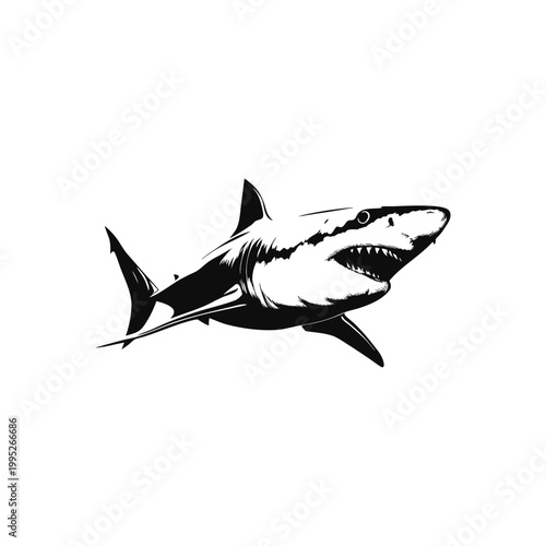 Black and white vector vintage illustration of a great white shark predator in hand drawn style