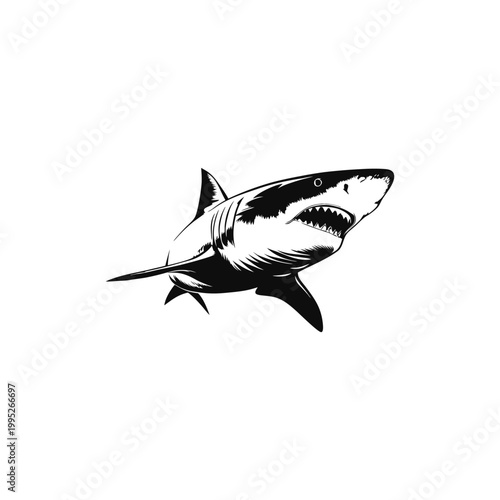 Black and white vector vintage illustration of a great white shark predator in hand drawn style