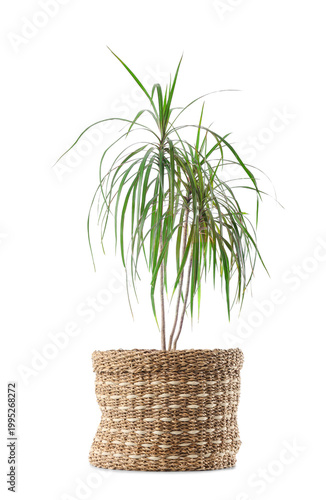 Houseplant in wicker pot on...