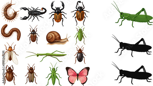 Detailed Cartoon Insect Collection Grasshopper Scorpion Beetle Butterfly Snail Centipede and Silhouette Vector Illustration Set for Nature Design