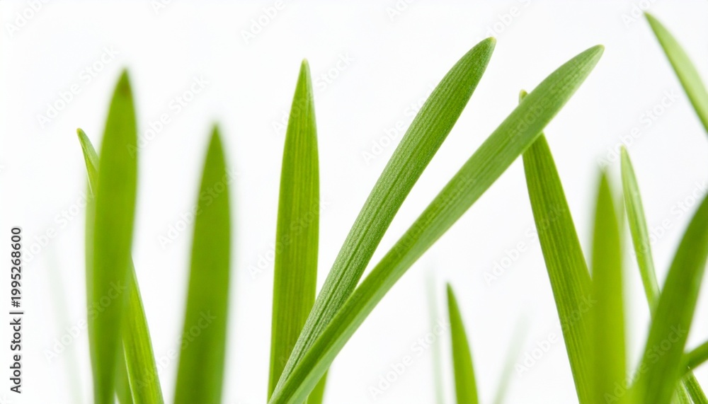 Fototapeta premium Close-up of fresh green grass blades with bright lighting on white background