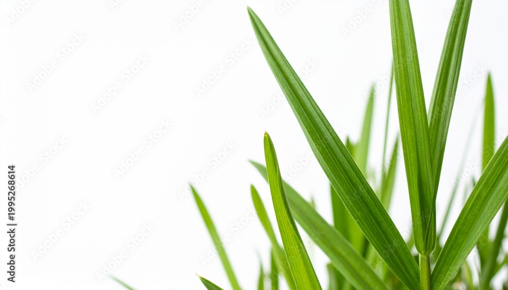 Fototapeta premium Close-up of fresh green grass blades on white background for spring or nature themes