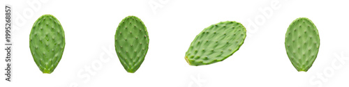 Collection of isolated green prickly pear cactus pads on black background