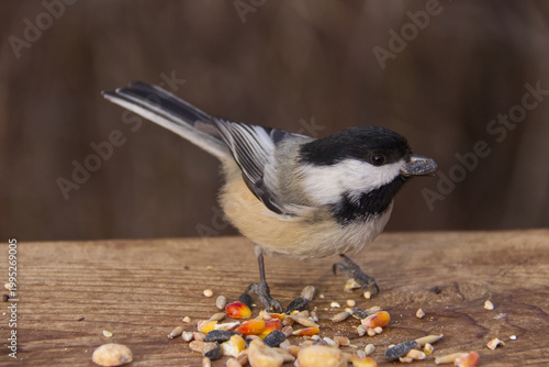 Fotografía Black-capped chickadee in a park.