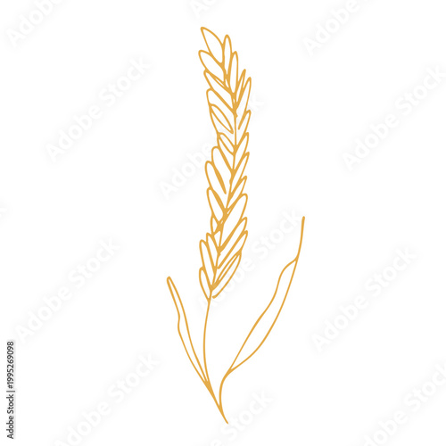 Hand drawn cereal wheat oat rye barley rice ears spikelet clipart Organic wheat bread agriculture farming harvest healthy food Single element for print packaging label design decor