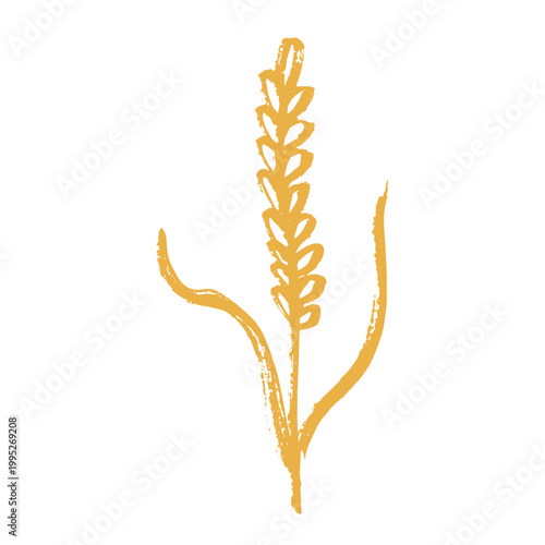 Hand drawn cereal wheat oat rye barley rice ears spikelet clipart Organic wheat bread agriculture farming harvest healthy food Single element for print packaging label design decor