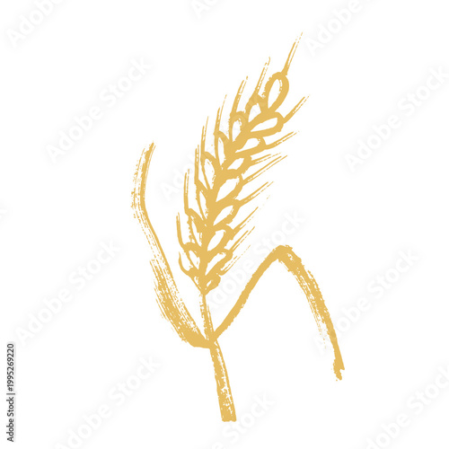 Hand drawn cereal wheat oat rye barley rice ears spikelet clipart Organic wheat bread agriculture farming harvest healthy food Single element for print packaging label design decor