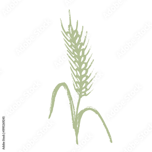 Hand drawn cereal wheat oat rye barley rice ears spikelet clipart Organic wheat bread agriculture farming harvest healthy food Single element for print packaging label design decor