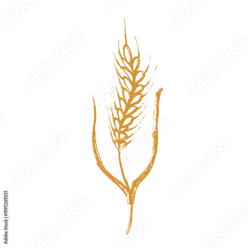 Hand drawn cereal wheat oat rye barley rice ears spikelet clipart Organic wheat bread agriculture farming harvest healthy food Single element for print packaging label design decor