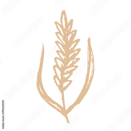 Hand drawn cereal wheat oat rye barley rice ears spikelet clipart Organic wheat bread agriculture farming harvest healthy food Single element for print packaging label design decor