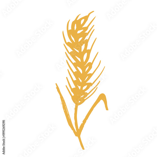 Hand drawn cereal wheat oat rye barley rice ears spikelet clipart Organic wheat bread agriculture farming harvest healthy food Single element for print packaging label design decor