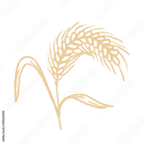 Hand drawn cereal wheat oat rye barley rice ears spikelet clipart Organic wheat bread agriculture farming harvest healthy food Single element for print packaging label design decor