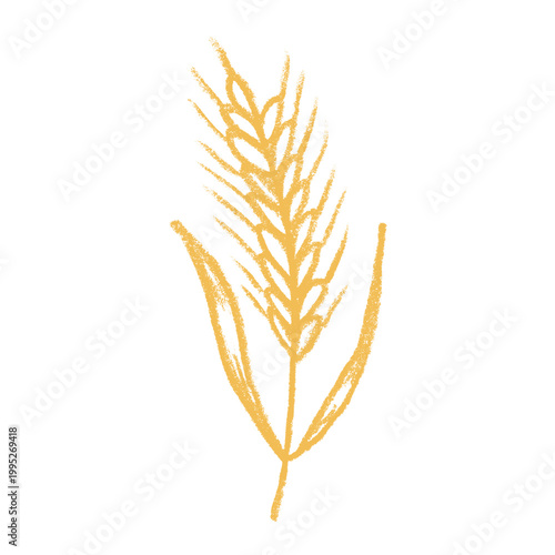 Hand drawn cereal wheat oat rye barley rice ears spikelet clipart Organic wheat bread agriculture farming harvest healthy food Single element for print packaging label design decor
