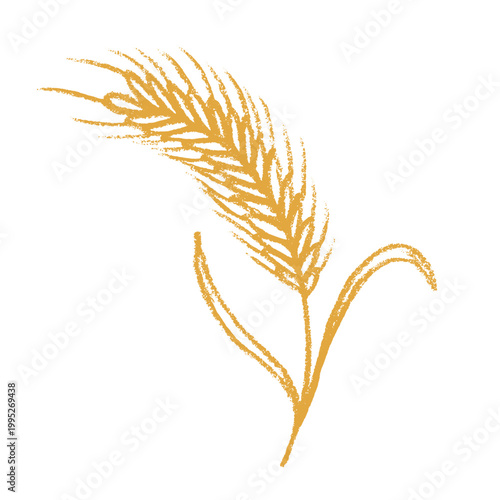 Hand drawn cereal wheat oat rye barley rice ears spikelet clipart Organic wheat bread agriculture farming harvest healthy food Single element for print packaging label design decor