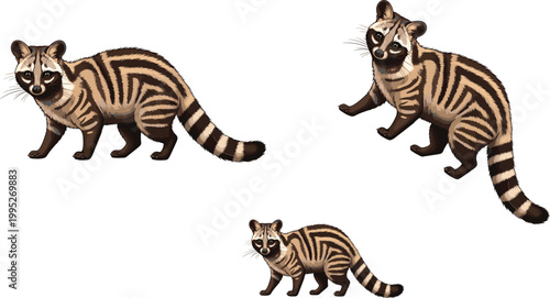 Realistic civet animal set with different poses illustration, exotic striped mammal wildlife collection for nature education and zoology vector design