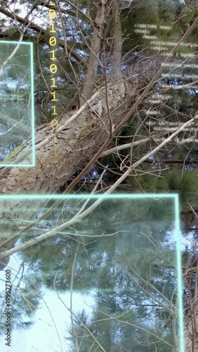 Vertical video: Upward camera tilt causing HUD panels sliding over pine trunk showing code fading