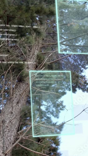 Vertical video: Tilting camera up pine AR boxes scanning canopy binary shifting code fading mapping