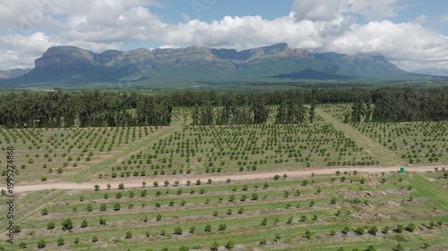 Flyover spacious young mango trees in orchard, mountain in distance
