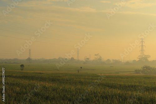 Sunrise over agricultural rice fields with electricity pylons and distant trees, rural landscape with golden light, morning mist and energy infrastructure