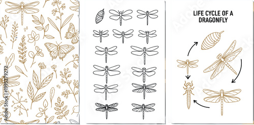 Elegant Golden Dragonfly Botanical Seamless Pattern Icon Set and Life Cycle Diagram Vector Illustration Collection for Nature Education Design