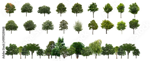 Deciduous Forest Cutout PNG for Landscape Design, Architectural Visualization, and Environmental Rendering