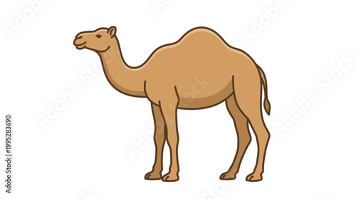 Vector illustration of a dromedary camel standing with a white background