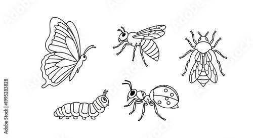 Insect Life Cycle Stages.