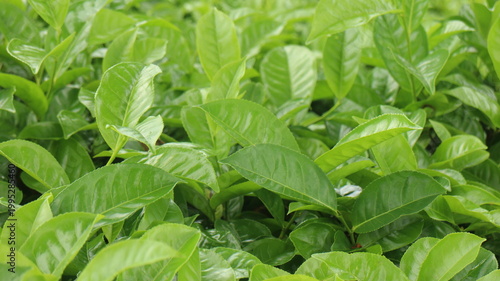 Close up view of vibrant green tea leaves on a plantation, showcasing beautiful agricultural landscape and natural. Sri Lanka