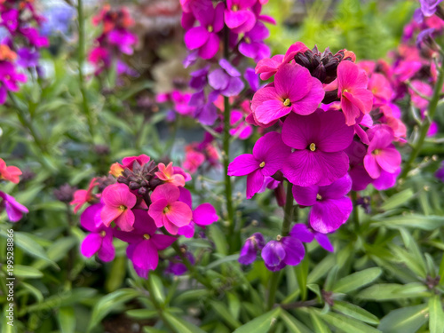 Photos Pink Erysimum or wallflower