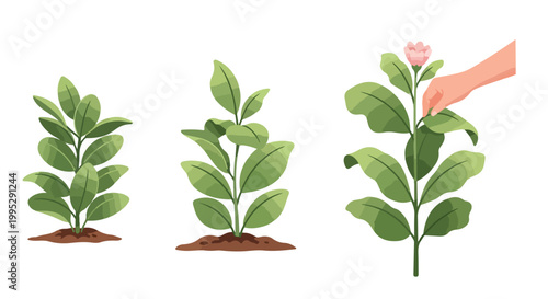 Plant growth stages vector illustration, green seedling development in soil, hand picking pink flower from mature plant, botanical life cycle