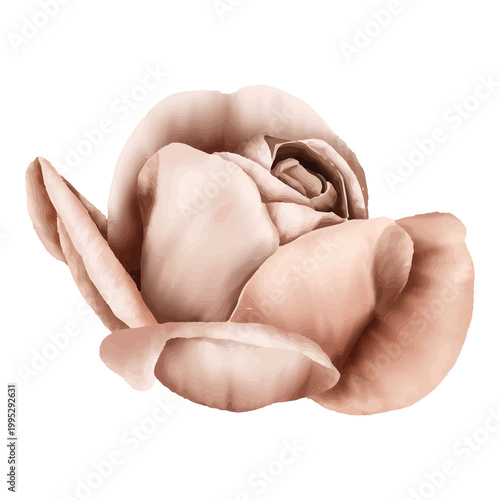 two hands holding each other on white background
