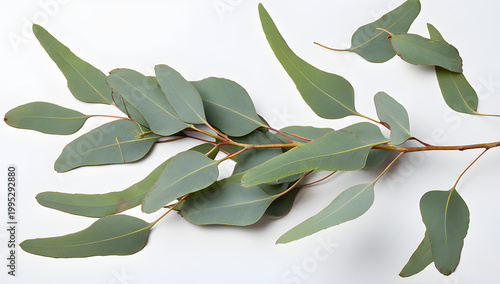 Leaves