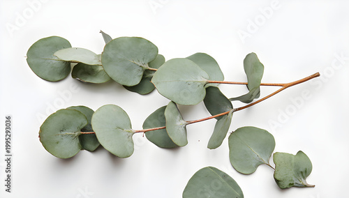 Leaves