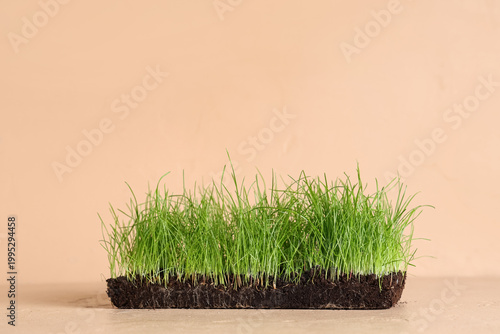 Soil with fresh green wheat...