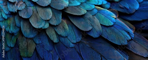 Close up of iridescent blue and green feathers