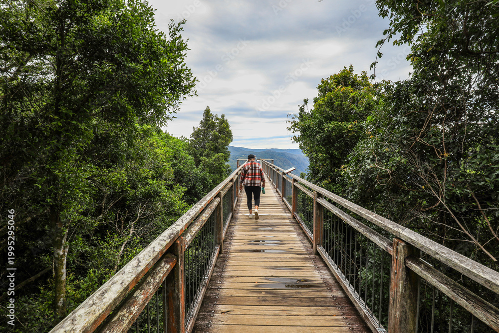 Fototapeta premium Woman walking along timber skywalk at Dorrigo National Park in New South Wales, Australia. Scenic rainforest landscape viewed from elevated wooden platform overlooking natural forest environment.