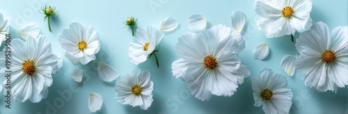 Delicate white cosmos flowers with yellow centers scattered on light blue