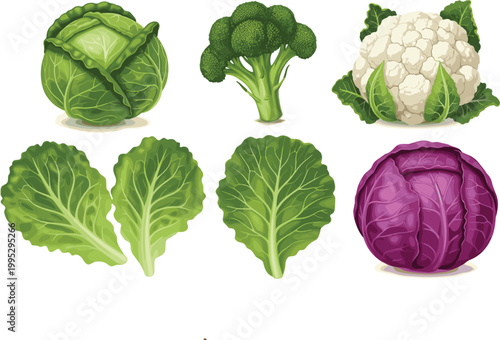 Fresh Green and Purple Vegetable Set Featuring Cabbage Broccoli Cauliflower and Leafy Greens for Healthy Cooking Organic Food Marketing and Nutritional Education Designs