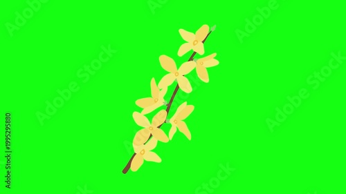 flowers and leaves, background, green screen, animation