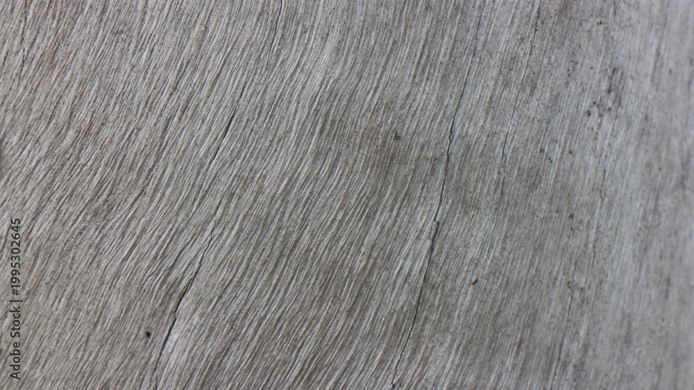 Fototapeta premium Close up texture of a tree bark