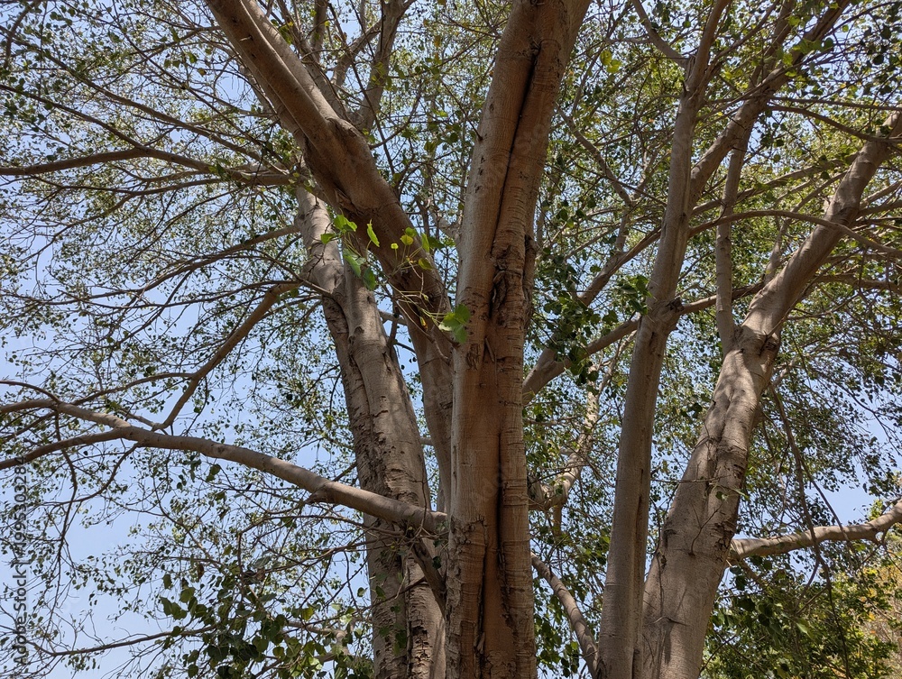 Fototapeta premium Majestic Tree Canopy Against Blue Sky