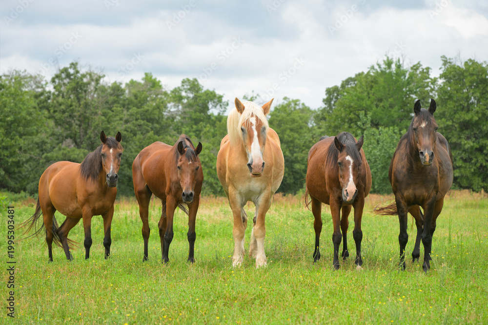 Obraz premium Five horses standing in the pasture, looking at the viewer