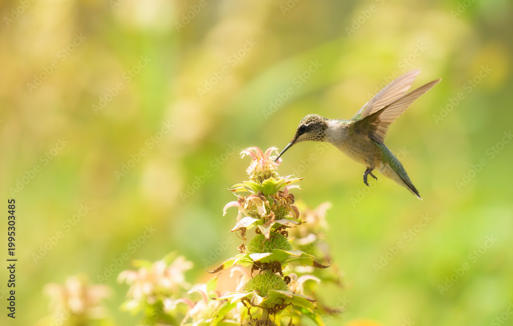 Fototapeta premium Side view of a Ruby-throated Hummingbird feeding on a Spotted Beebalm in summer sunshine