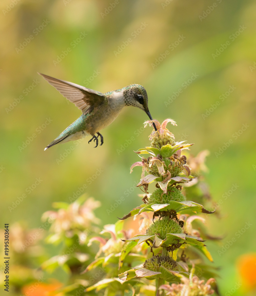 Fototapeta premium Ruby-throated Hummingbird hovering over a beebalm, getting nectar