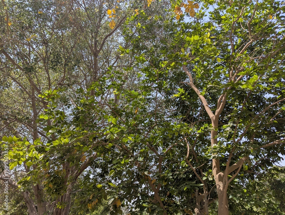 Fototapeta premium Vibrant Green Tree Foliage in Sunlight