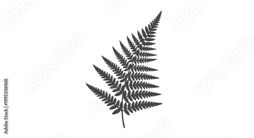 Black Silhouette of a Fern Frond.