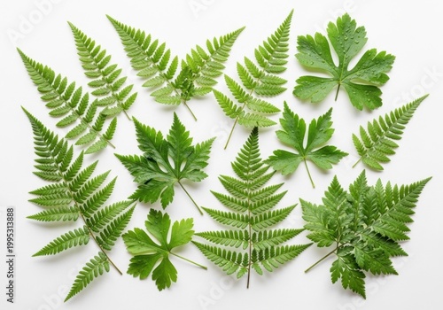 Fresh green fern leaves isolated on white background for botanical design